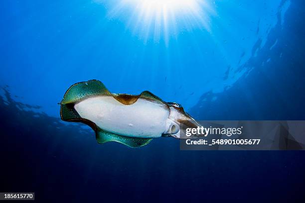 Jibia Bebe 44 Jibia Stock Photos, High-Res Pictures, and Images - Getty Images