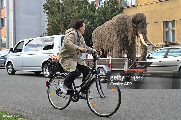 Woman on a bicycle watches a life-sized replica of a mammoth being pulled through the streets of Uherske Hradiste, southeastern Czech Republic on...