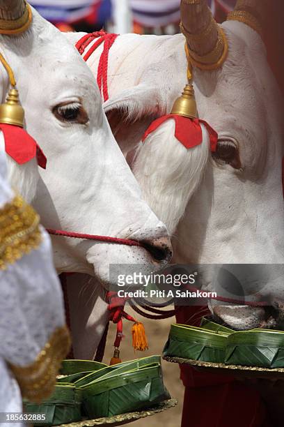 Sacred white oxen are offered seven kinds of food during the annual Royal Ploughing Ceremony at Sanam Luang. Thailand's Crown Prince Maha...