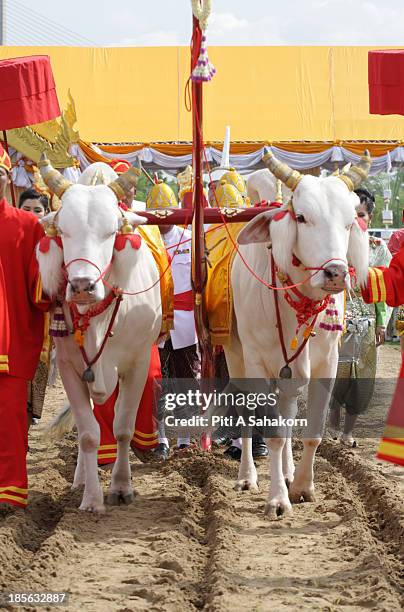 Brahman lead Royal oxen during the annual Royal Ploughing Ceremonyat Sanam Luang. Thailand's Crown Prince Maha Vajiralongkorn and Princess Srirasmi...