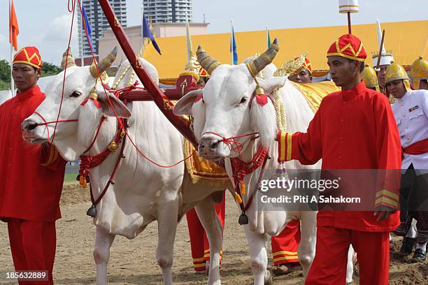 Brahman lead Royal oxen during the annual Royal Ploughing Ceremonyat Sanam Luang. Thailand's Crown Prince Maha Vajiralongkorn and Princess Srirasmi...