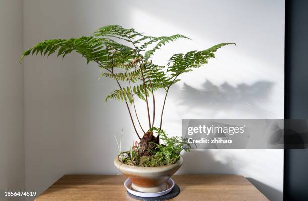 fern potted plants - fiddlehead stock pictures, royalty-free photos & images