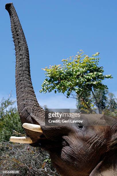 elephant with nose pointed upward - ゾウの鼻 ストックフォトと画像