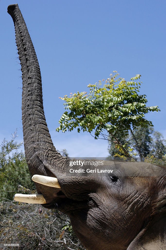 Elephant with nose pointed upward