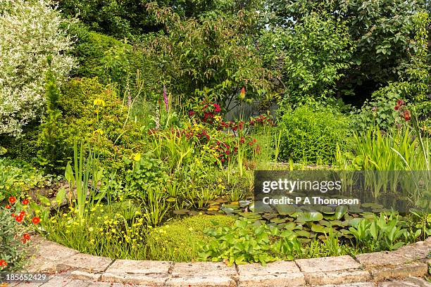 garden pond in summer - water garden bildbanksfoton och bilder