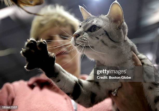 Carol Babel of Bethel, N.H. Lets her Silver Egyptian Mau, Modani, choose a toy during The Damn Yankees and Cats Incredible cat show on September 14,...