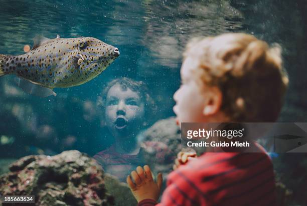 young boy looking at fish in aquarium - imponente fotografías e imágenes de stock