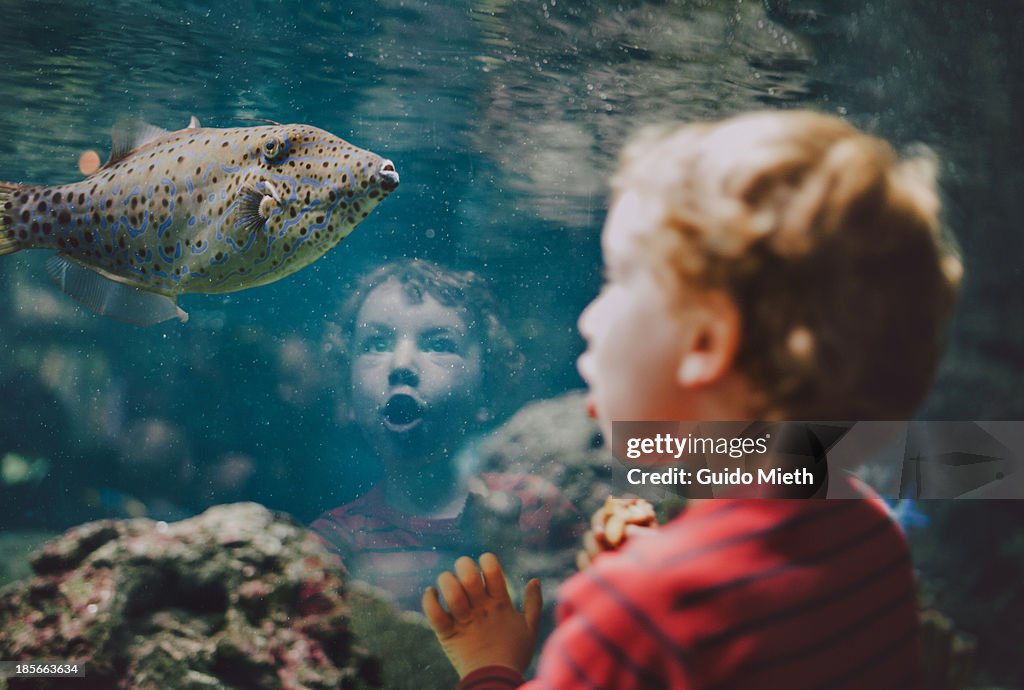 Young boy looking at fish in aquarium