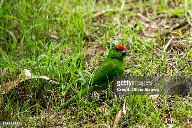 norfolk island green parrot - norfolk island stock pictures, royalty-free photos & images