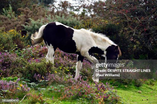 young dartmoor pony - ponies stock pictures, royalty-free photos & images