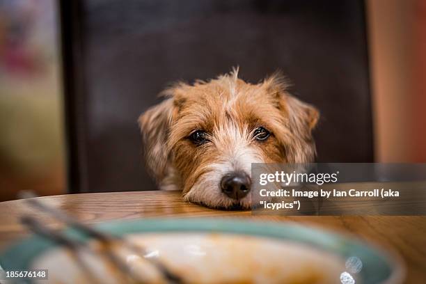 dog begging at table - begging animal behavior stockfoto's en -beelden