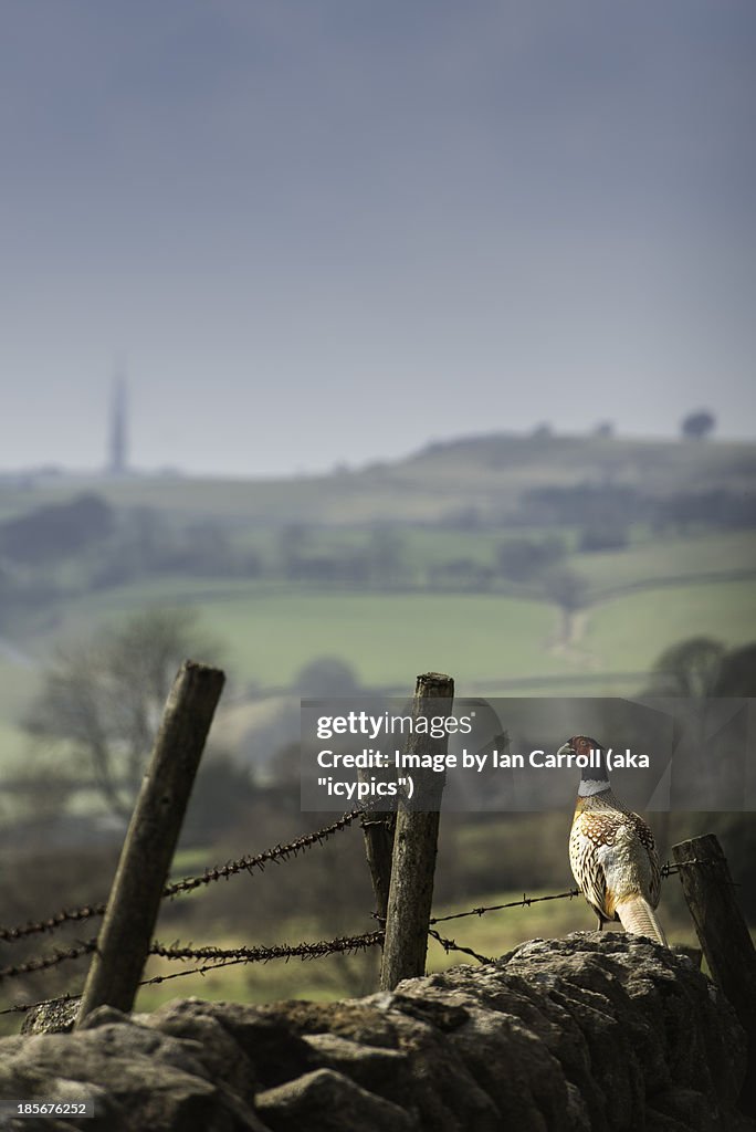 Pheasant Standing On A Stone Wall