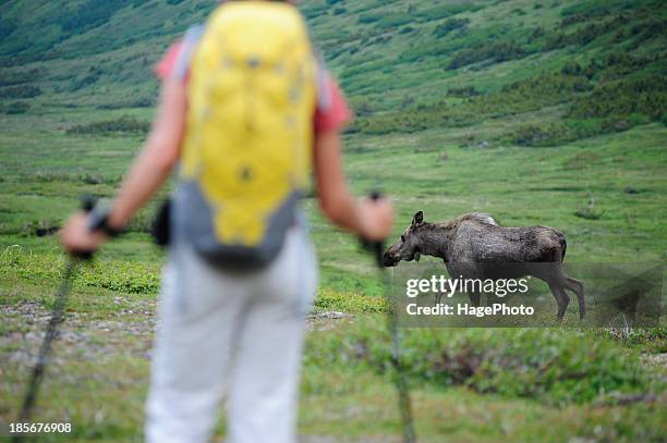 backpacker encounters a moose while hiking in chugach state park near anchorage, alaska. - white moose stock pictures, royalty-free photos & images