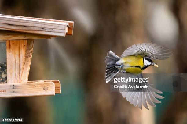 blue tit - meise stock-fotos und bilder
