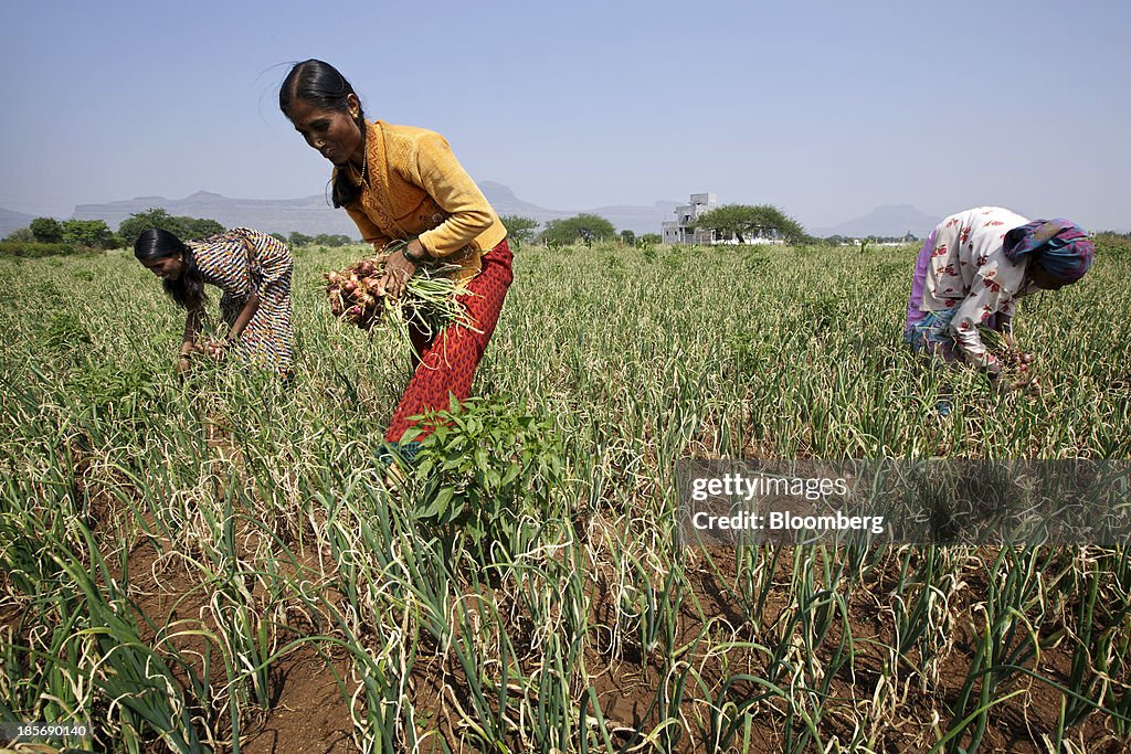 Images From Onion Harvest And Wholesale Market As Prices Increase