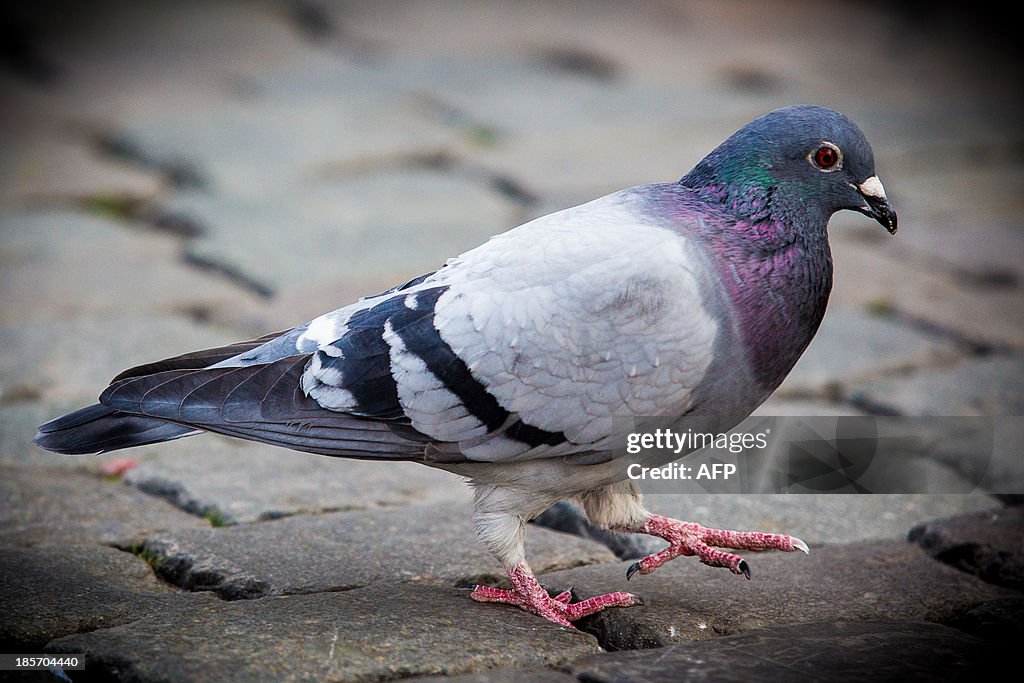 BELGIUM-ANIMAL-DOPING