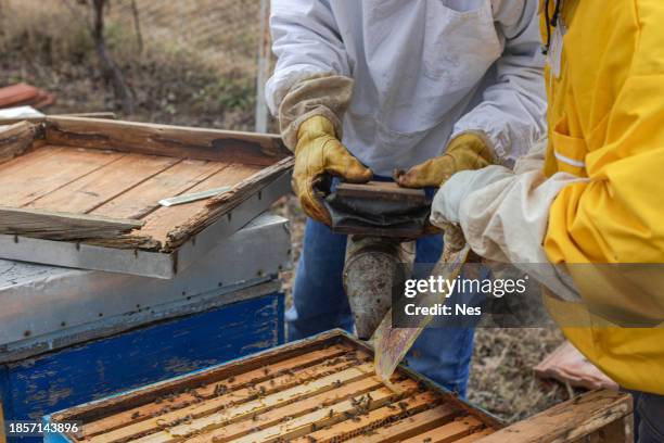 teamwork at the apiary - oxalic acid stock pictures, royalty-free photos & images