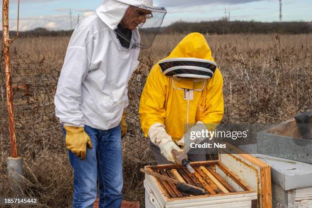 a beekeeper in an apiary, varroa treatment of bees - oxalic acid stock pictures, royalty-free photos & images