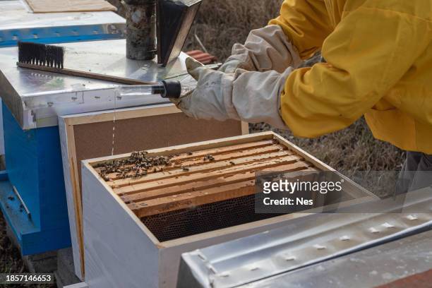 a beekeeper uses oxalic acid to remove varroa from bees - oxalic acid stock pictures, royalty-free photos & images