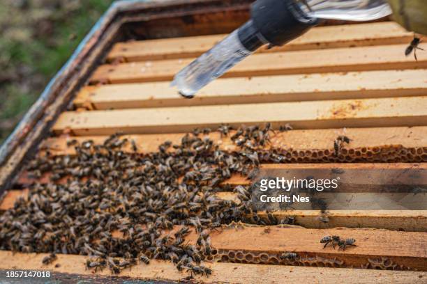 a beekeeper uses oxalic acid to remove varroa from bees - oxalic acid stock pictures, royalty-free photos & images
