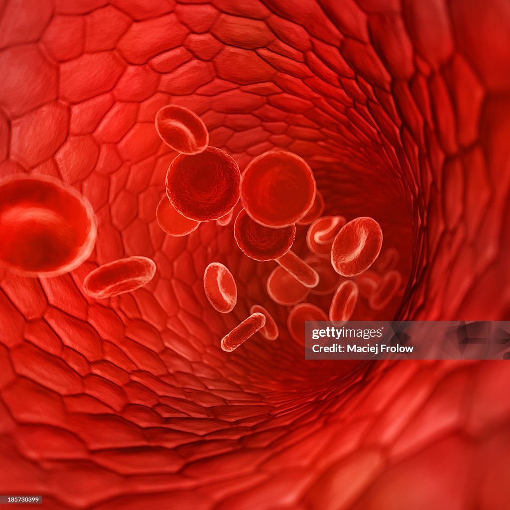 Medical illustration of blood vessel and cells