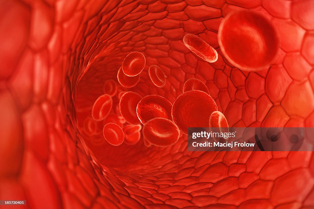 Blood cells travelling in to vein vessel