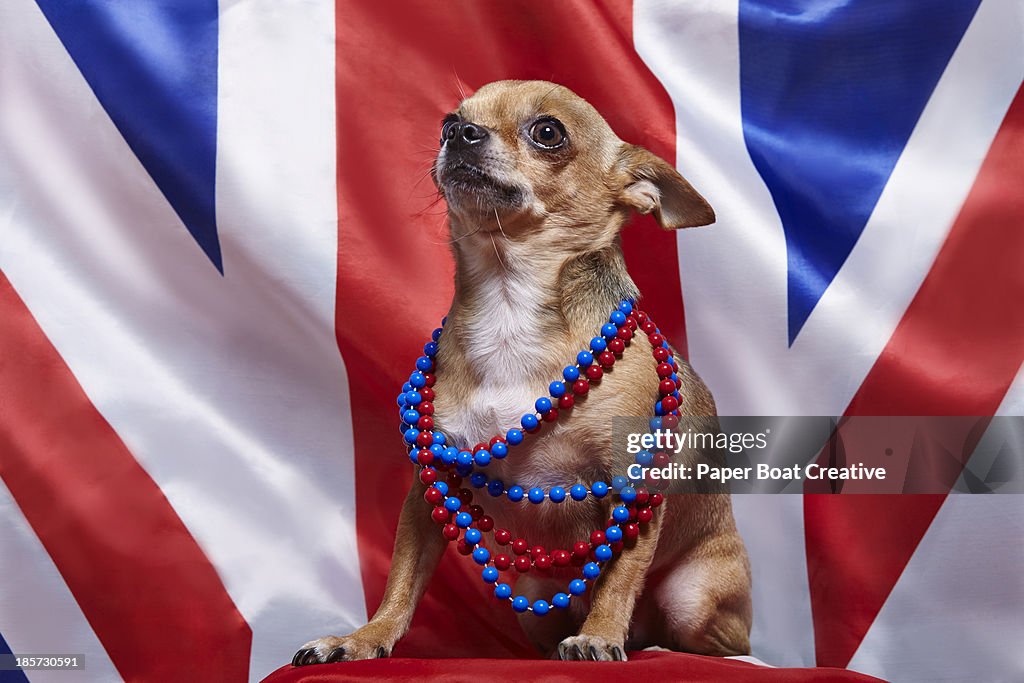 Chihuahua standing proud against Union Jack flag