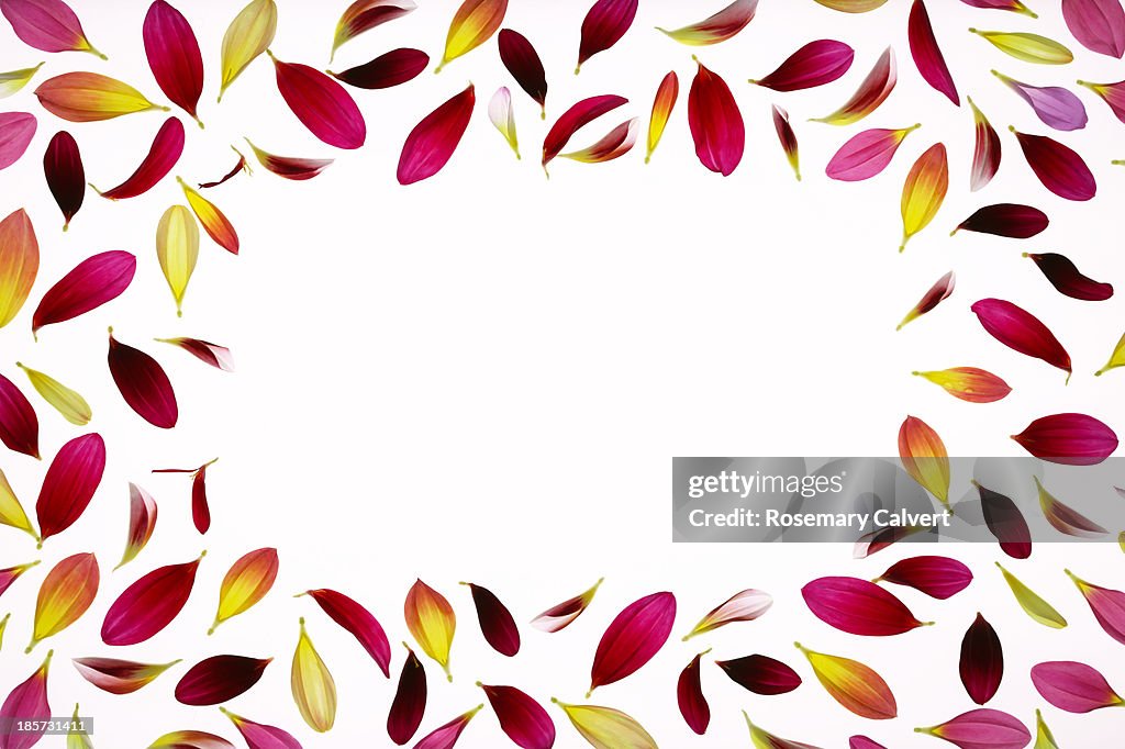 Copy space bordered by colourful dahlia petals