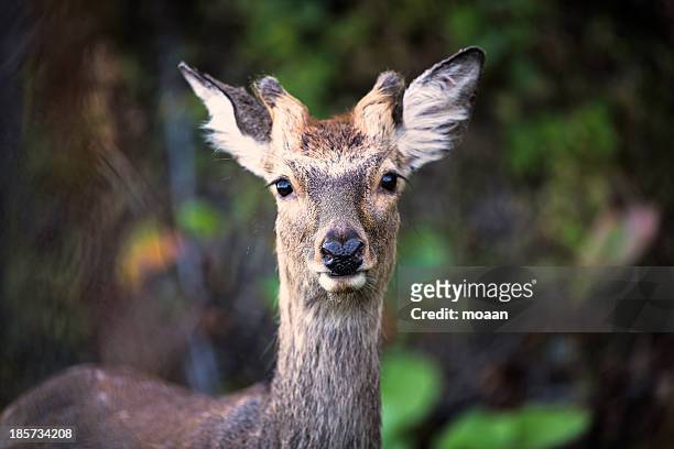 wild bambi - sika deer stock pictures, royalty-free photos & images
