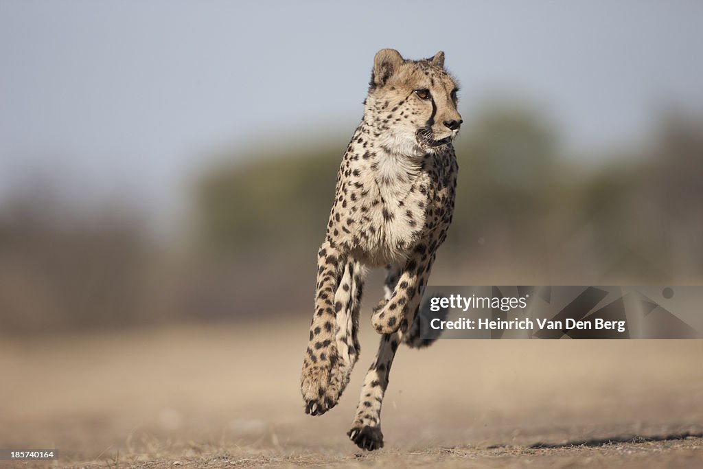 A Cheetah running through the Savannah.