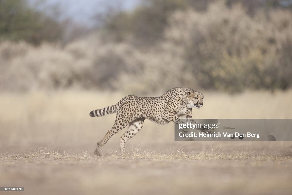 A Cheetah running through the Savannah.