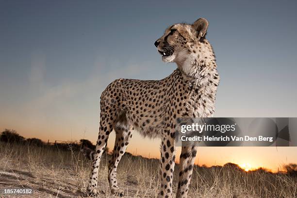 a cheetah walking through the grass. - dark panthera stock pictures, royalty-free photos & images