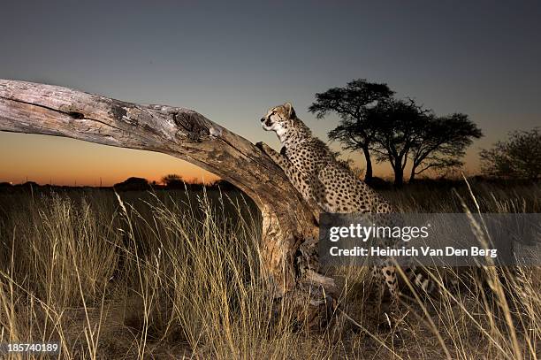 a cheetah laying on a fallen tree. - dark panthera stock pictures, royalty-free photos & images