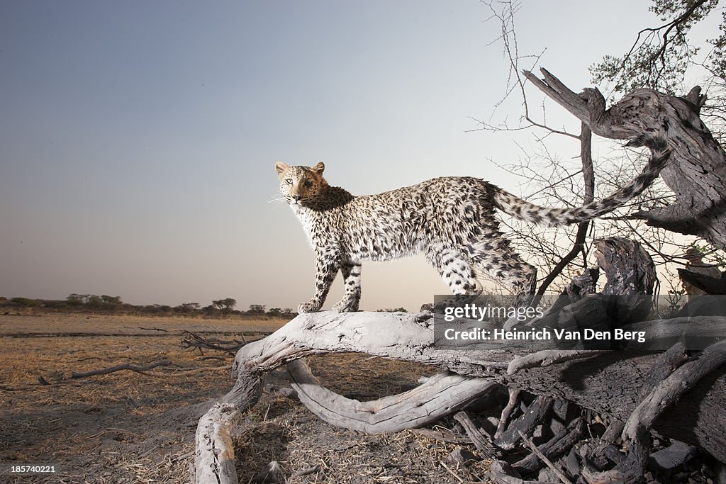 A leopard near a waterhole with its paw on a turtle shell.