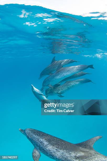 a pod of wild spotted dolphins swimming in the ocean. - pod group of animals stock-fotos und bilder