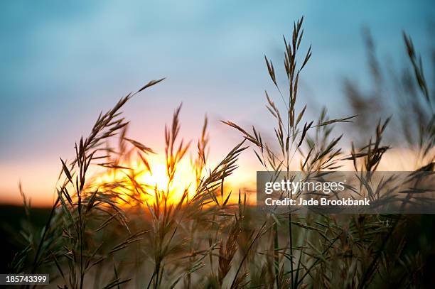 close up of wheat field at sunset - low angle view of wheat growing on field against sky fotografías e imágenes de stock