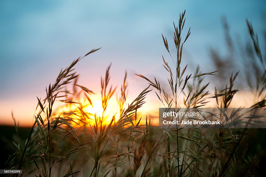 Close up of wheat field at sunset