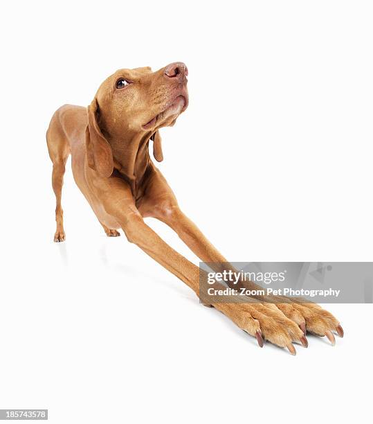 studio portrait of vizsla dog stretching out front legs - dog stretching stock pictures, royalty-free photos & images