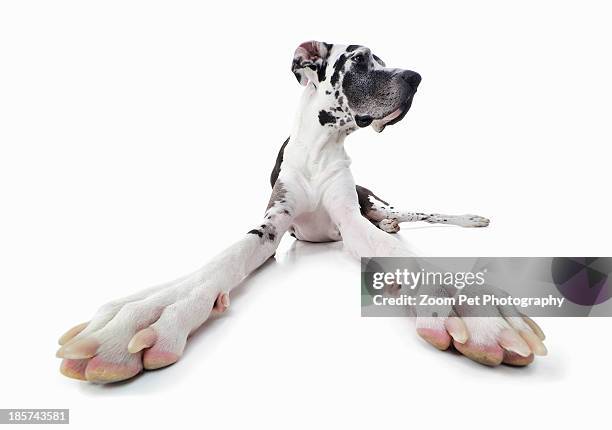 studio portrait of distracted great dane - alano tedesco foto e immagini stock