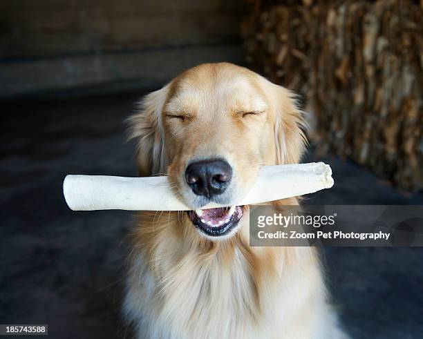 portrait of golden retriever with eyes closed and dog chew - dog eyes closed stock pictures, royalty-free photos & images