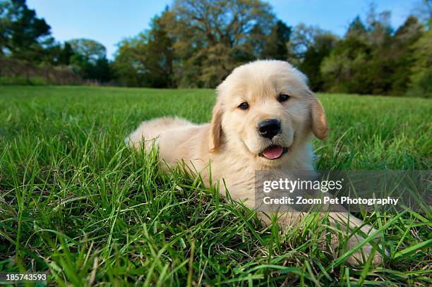 golden retriever puppy lying down on grass - welpe stock-fotos und bilder