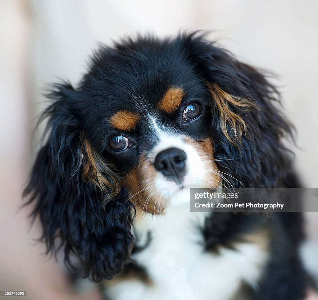 Portrait of king charles spaniel