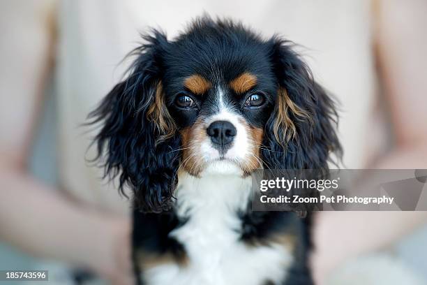 woman holding king charles spaniel - cavalier king charles spaniel stock pictures, royalty-free photos & images