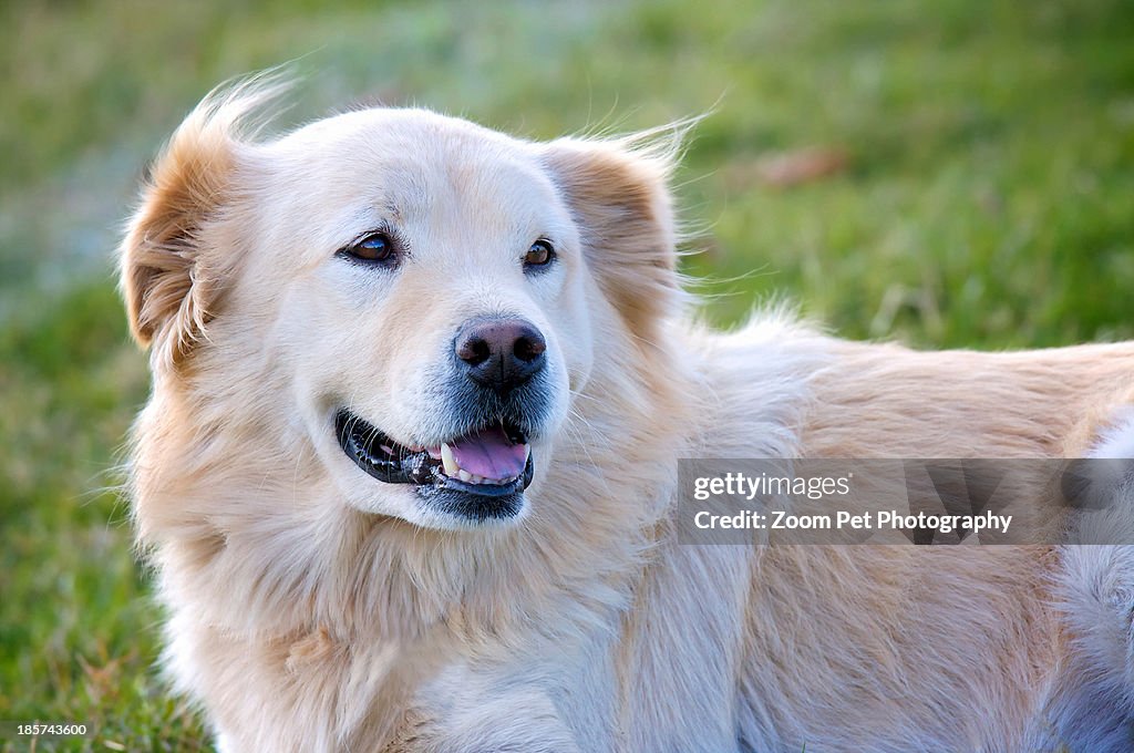 Candid shot of mixed breed dog