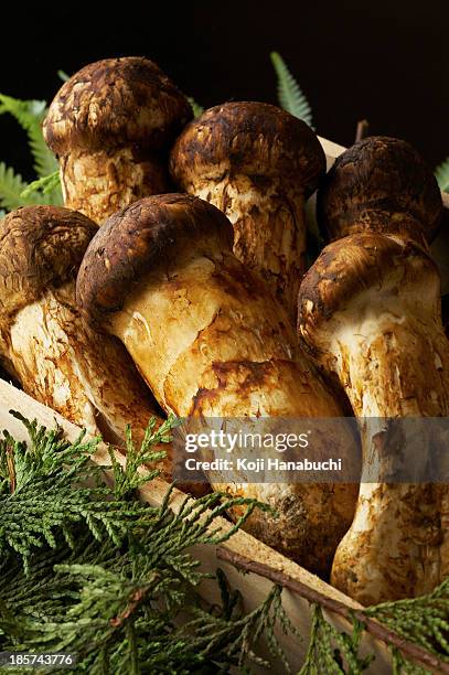 373 Matsutake Mushroom Stock Photos, High-Res Pictures, and Images