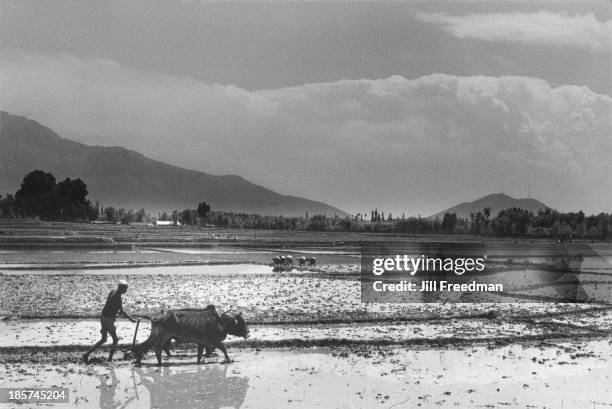 Farmer uses an ox driven plough in a field in Kashmir, India, 1978.