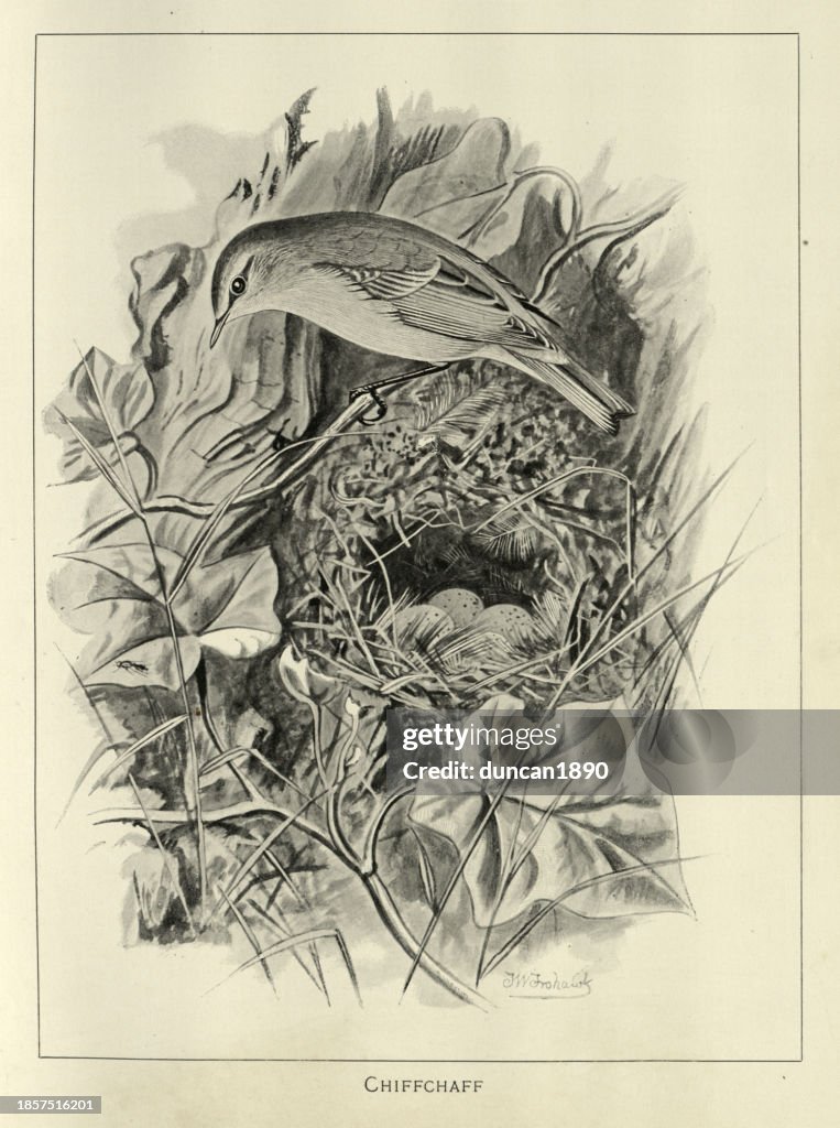 Common chiffchaff, nest, eggs, Phylloscopus collybita, a leaf warbler, migratory passerine, Wildlife art