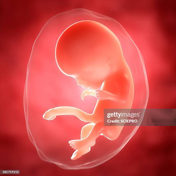 foetus at 11 weeks, artwork - first trimester stock illustrations