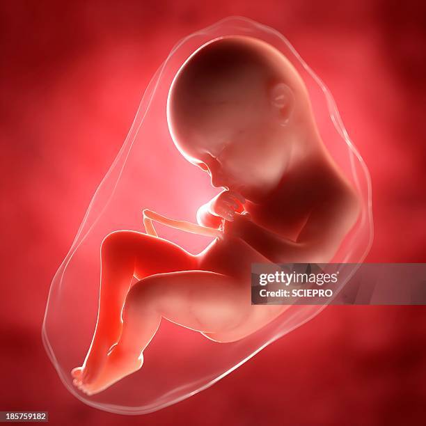 foetus at 36 weeks, artwork - first trimester stock illustrations