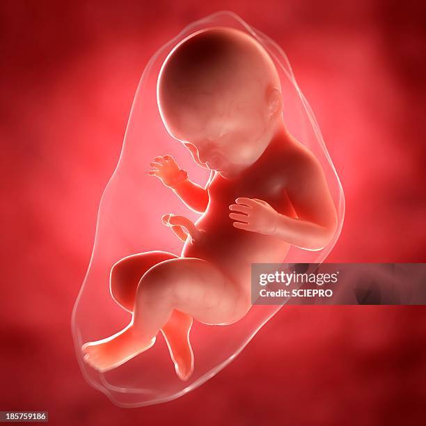 illustrazioni stock, clip art, cartoni animati e icone di tendenza di foetus at 40 weeks, artwork - sfondo a colori